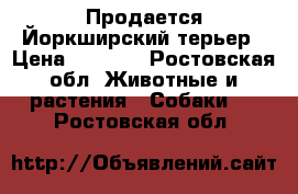  Продается Йоркширский терьер › Цена ­ 8 000 - Ростовская обл. Животные и растения » Собаки   . Ростовская обл.